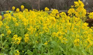 代々木公園の菜の花